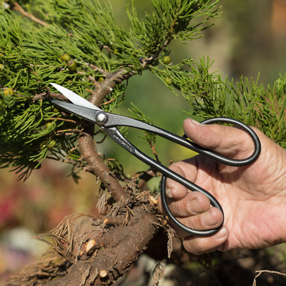 Samurai 7.3” Bonsai Scissors